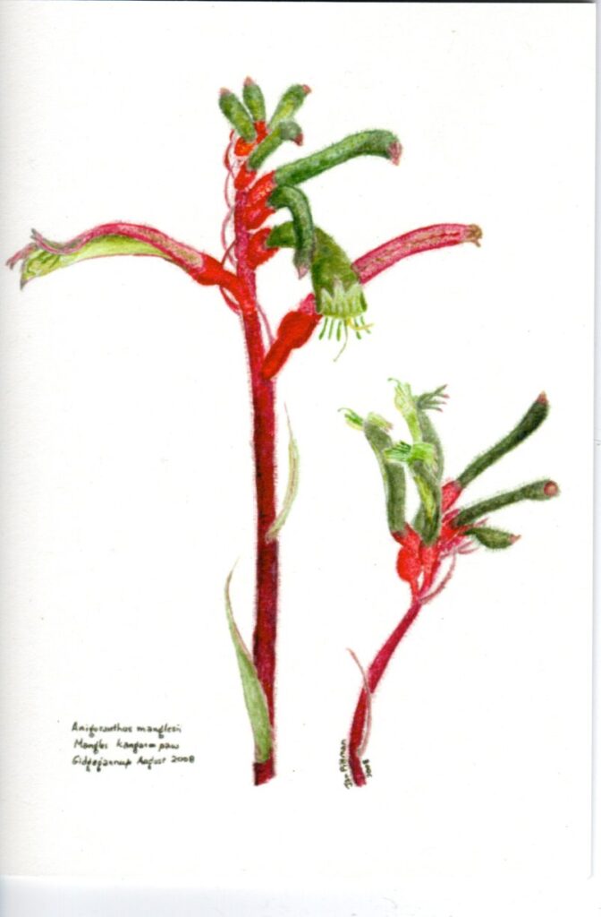 kangaroo paw