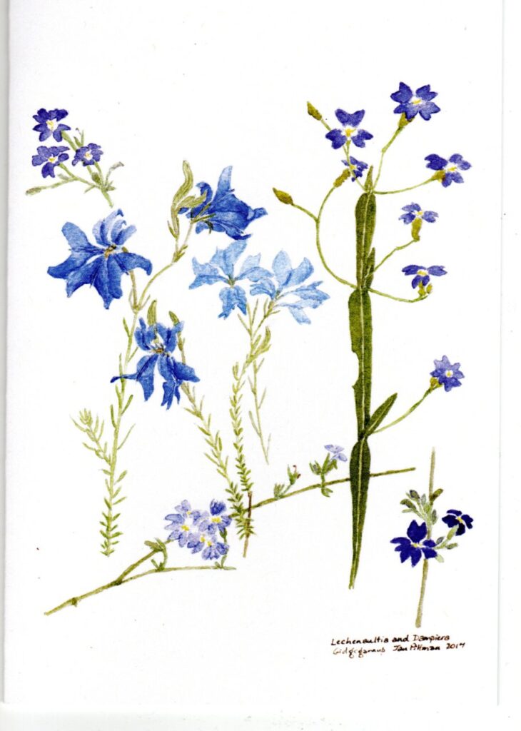 lechenaltia and dampiera