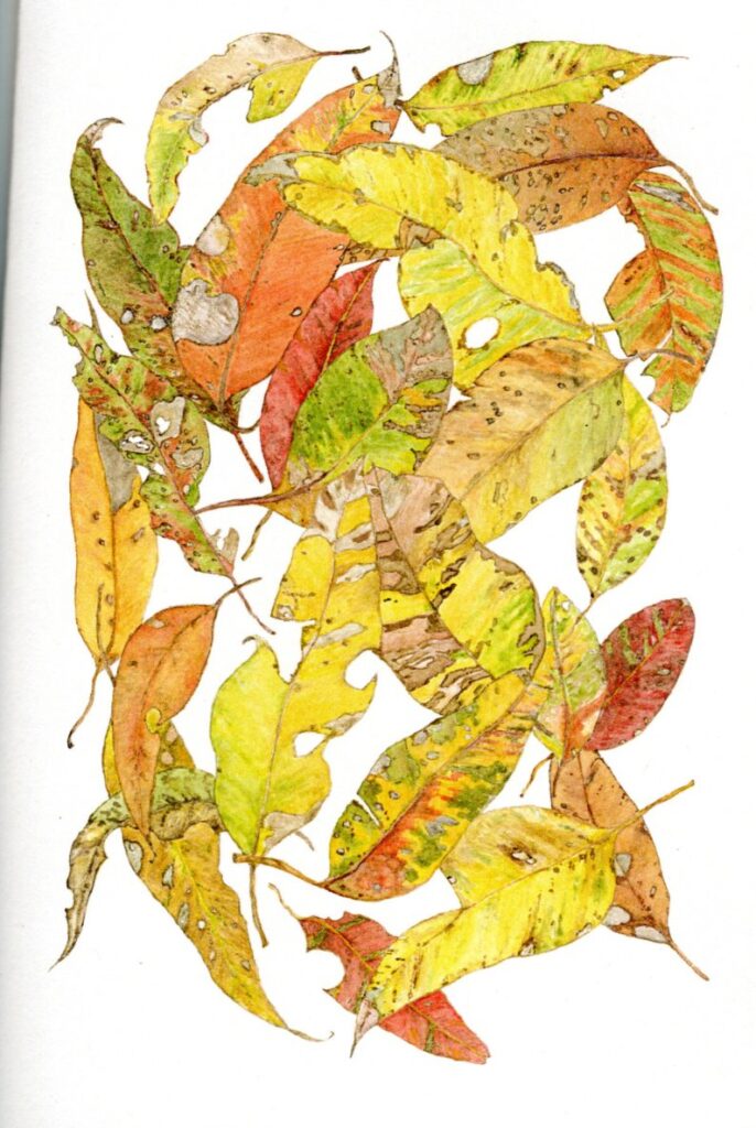 marri leaves