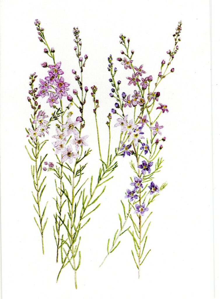 philotheca