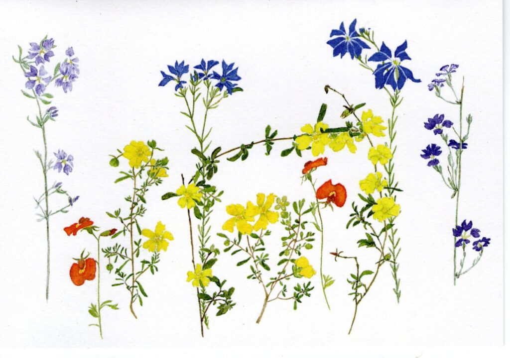 spring flowers