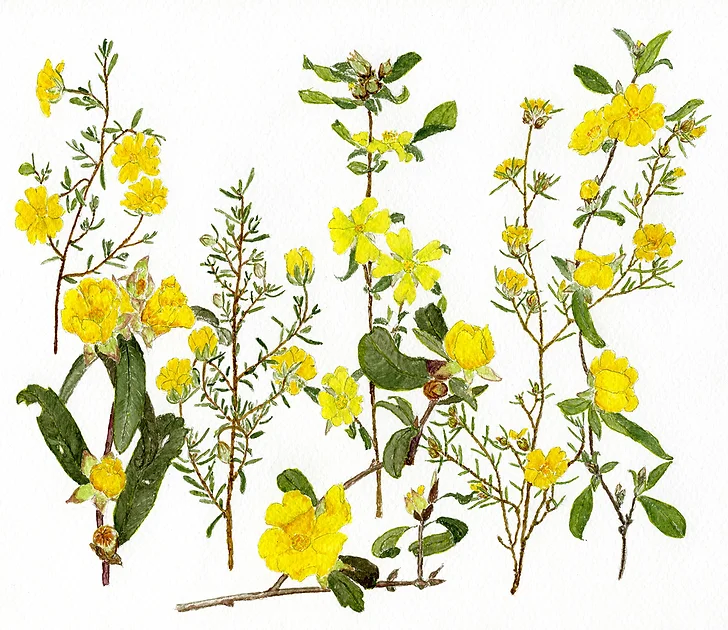 hibbertias